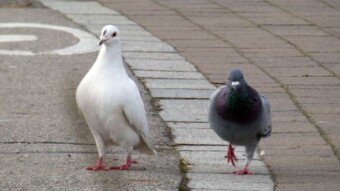 The mating season has begun, a white male pigeon is attacking and memories after winter