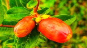 A tree of pomegranate | Hard work of two years