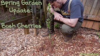 Spring Garden Update: Bush Cherries