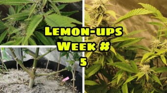Lemon-ups Week #5 - Spiderfarmer - Trinity Genetics