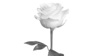 Stone Rose