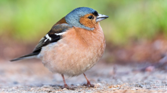 Birdseed