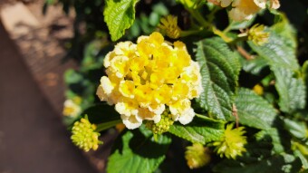 Another flower found!