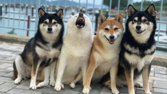 Peppermint Shiba - New Meme Coin / Staking Coin - Auto Staking Payouts Via Metamask