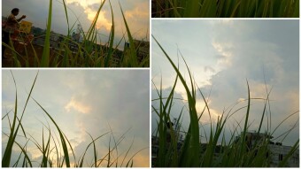 Lemon grass photography with sky view.
