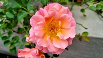 Beautiful rose photography