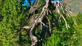 Stories behind a photo #8. The tree and the slow-life