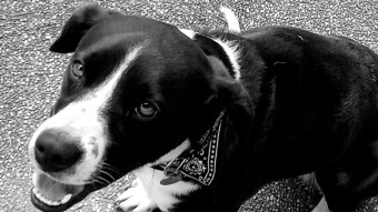 My Adventure into Crypto: That Time Daisy and I Got XRP on Coinbase