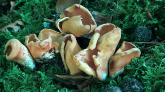 Little known edible mushrooms - Hare's ear