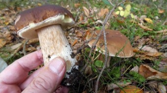Memories from the previous season and hopes for this year's mushroom season - Boletus edulis