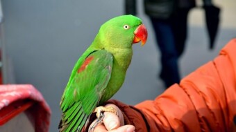 El que es perico, donde quiera es verde / He who is parakeet, wherever he wants is green