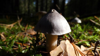 Highly poisonous gill fungus - Tricholoma virgatum