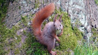 Fear of cycling in the park because squirrels know no boundaries and have no inhibitions - My Actifit Report Card: April 29 2023