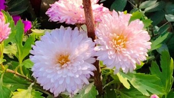 Flower photography and videography.