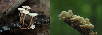 Mushrooms occurring in Europe - Marasmiellus ramealis