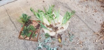 Garden update: Building a habitat for pollinators and stopping erosion