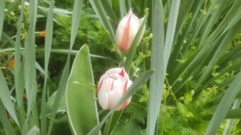 Tulips: no comment, keep watching