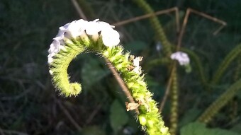 Wild Flower Photography.
