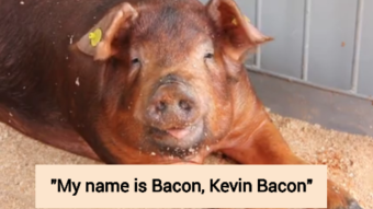 Kevin Bacon The Actor Helps Find Kevin Bacon The Pig