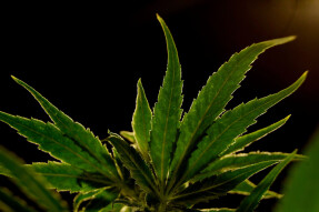 Google decides to block Marijuana delivery applications on the Play Store