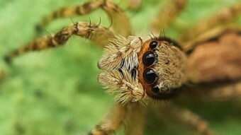 Today i am come with a little Macrophotography of a spider, it's My another Macrophotography post which i going to share with you all.I hope you all like this.