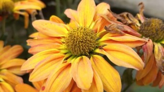Flower Photography.
