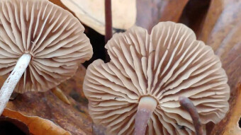 Autumn mushroom with a garlic smell - Mycetinis prasiosmus