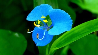 Wild Flower photography.