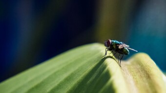 Man Blows up Part of House Trying to Swat a Fly