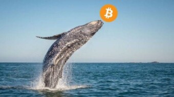 WHICH OF THE CRYPTOCURRENCY WHALES HOLDS THE MOST ALTCOINS.