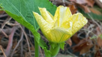 Flower Photography.