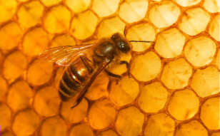 Bee Problems