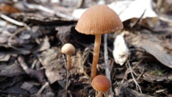 The first terrestrial mushrooms (scurfy twiglet) and a visit to old friends of arboreal mushrooms