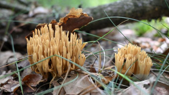 Beautiful mushrooms of the summer and autumn season - Pine coral mushroom (Phaeoclavulina eumorpha)