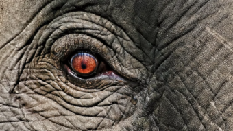 Elephant Money Futures — Beware of High Fixed Returns