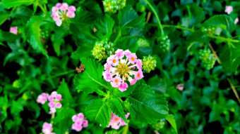 Macro beautiful flowers photos