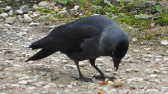 Jackdaws have returned to the feeding place