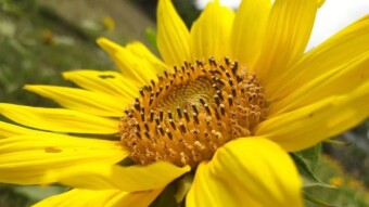 Sun Flower Photography.