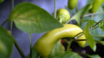 Something is happening in my balcony garden