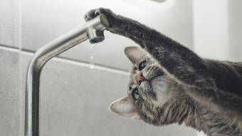 Crypto Faucets - Are They Worth It?