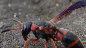 Red and Black Mason Wasp