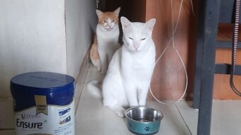 Into my cats world where cat Garu digs up a hole and wins a wrestling match!!