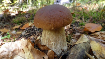 Boletus edulis - the king of edible mushrooms