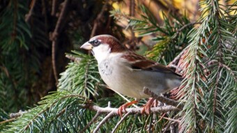 Today, on my favorite bench, passerine predominance - My Actifit Report Card: October 28 2022