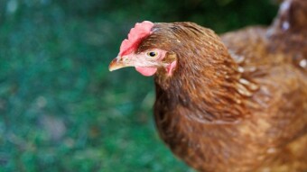 ¿Qué es la gallina de los huevos de oro?
