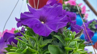 Pituniya flower photography
