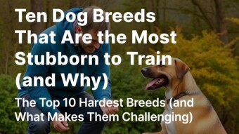 Ten Dog Breeds That Are the Most Stubborn to Train (and Why)
