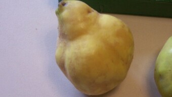 Ancient fruits rediscovered