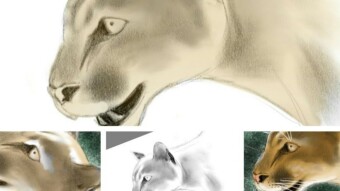 Catsketch#