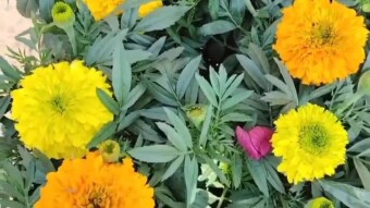 Rose & Marigold flower photography